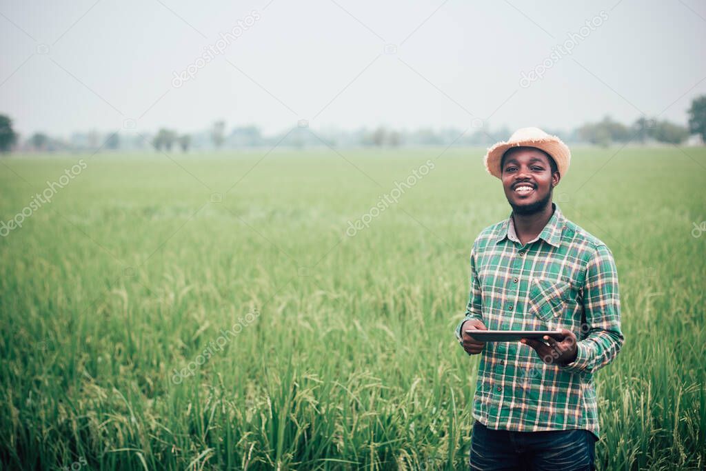 African farmer using tablet for research leaves of rice in organic farm field.Agriculture innovation and cultivation concept