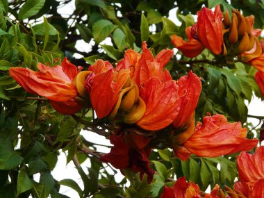 Afrika lale ağacı ya da yangın çanı çiçekleri