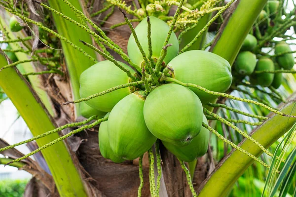 Зелена Кокосова Група Пальмовому Дереві — стокове фото