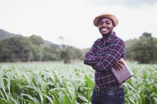 Agricultor Africano Com Chapéu Segurando Tablet Campo Plantação Milho Orgânico — Fotografia de Stock