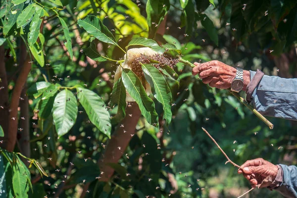 Pria Yang Memegang Sarang Lebah Cabang Pohon Dan Segerombolan Lebah — Stok Foto