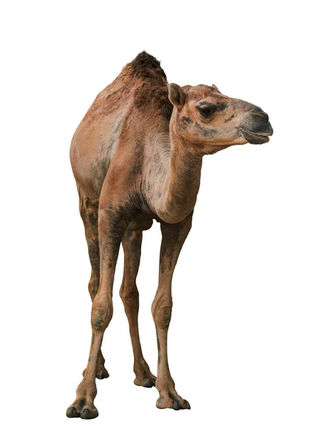 Camel Isolerad Vit Bakgrund — Stockfoto