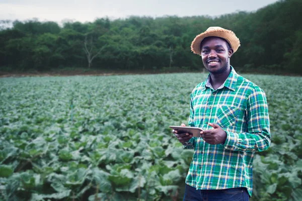 Afrykański Rolnik Stosujący Tabletki Badań Kapusty Warzyw Rolnictwie Ekologicznym Koncepcja — Zdjęcie stockowe