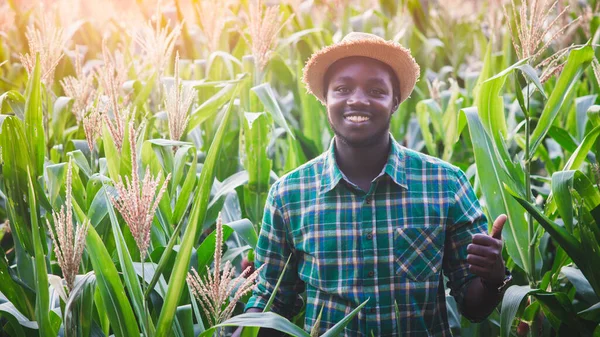 Africký Farmář Stojí Při Západu Slunce Myšlenkách Organická Kukuřičná Pole — Stock fotografie