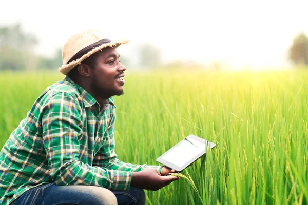 Afrikai Mezőgazdasági Termelő Boldogan Mosolygott Rizstermelő Gazdaságából Származó Termékeken Táblagéppel — Stock Fotó