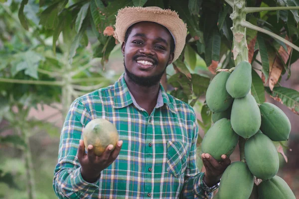 Şapkalı Afrikalı çiftçi organik tarım alanında taze papaya tutuyor. Tarım ya da tarım kavramı