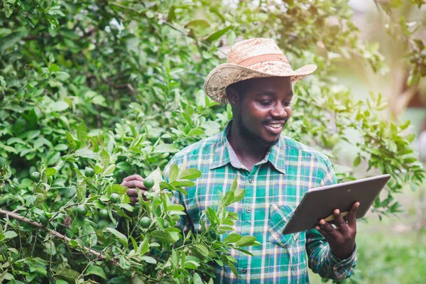 Petani Afrika Menggunakan Tablet Untuk Meneliti Jeruk Nipis Dalam Pertanian — Stok Foto