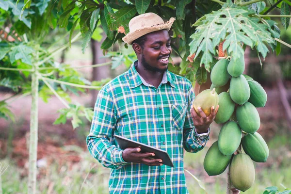 Африканський Фермер Використовує Планшет Дослідження Папаї Органічному Сільському Господарстві Або — стокове фото