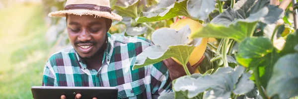 Африканський Фермер Використовує Планшет Дослідження Диню Органічному Фермерському Господарстві Або — стокове фото