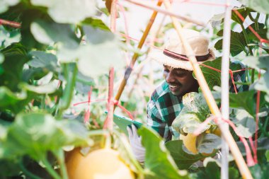 Afrikalı çiftçi organik tarım kavunu araştırmak için tablet kullanıyor. Tarım veya tarım kavramı