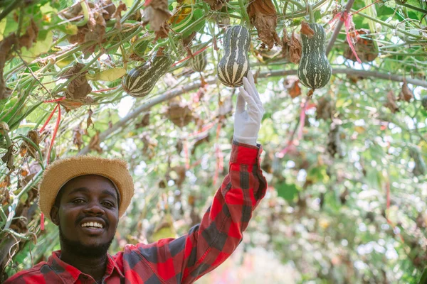 Африканський Фермер Перевіряє Диню Органічній Фермі Посмішкою Щастям — стокове фото