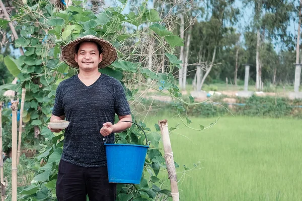 Petani Asia Dengan Topi Berdiri Sawah Organik Dengan Senyum Dan — Stok Foto