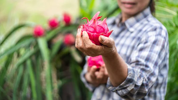 Kobieta Rolnik Szczęśliwie Trzyma Smocze Owoce Gospodarstwie Ekologicznym Koncepcja Rolnictwa — Zdjęcie stockowe