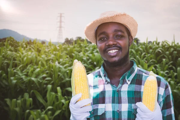 African Farmer Holding Fresh Corns Hat Stand Corn Plantation Field — стоковое фото
