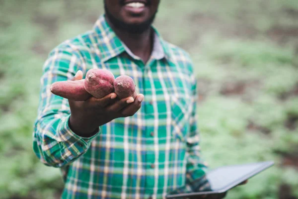 Afrykański Rolnik Trzymający Świeże Słodkie Ziemniaki Gospodarstwie Ekologicznym Uśmiechem Szczęściem — Zdjęcie stockowe