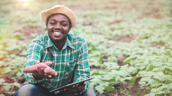 Afrikai Farmer Férfi Gazdaság Friss Édesburgonya Biogazdaságban Mosollyal Boldogsággal Mezőgazdaság — Stock Fotó