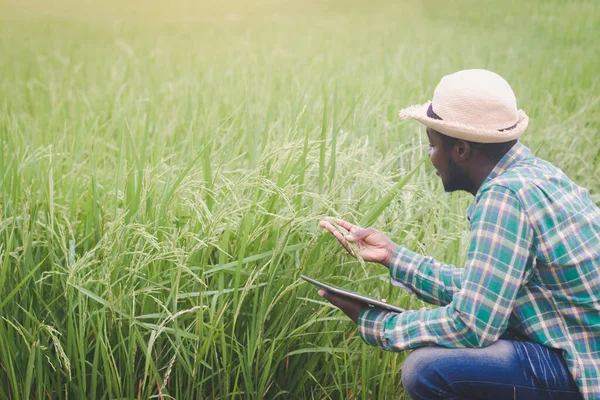 Agricultor Africano Usando Tableta Para Hojas Investigación Arroz Campo Agrícola —  Fotos de Stock
