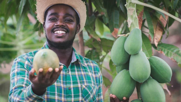 Африканський Фермер Який Тримає Папапаю Органічній Фермі Посмішкою Щастям — стокове фото