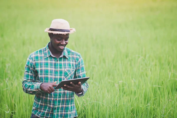 Африканский Фермер Использующий Планшет Исследования Листьев Риса Органических Сельскохозяйственных Полях — стоковое фото