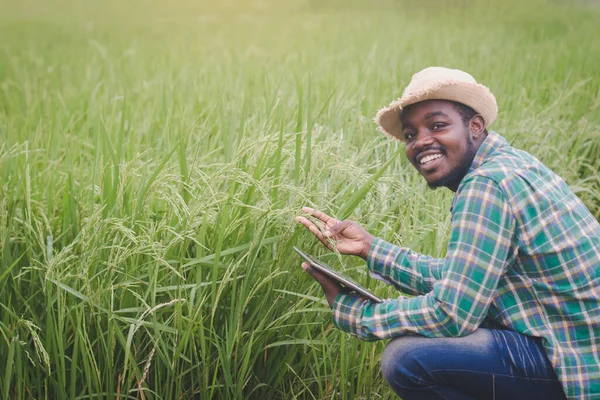 African Farmer Using Tablet Research Leaves Rice Organic Farm Field — Stock Photo, Image