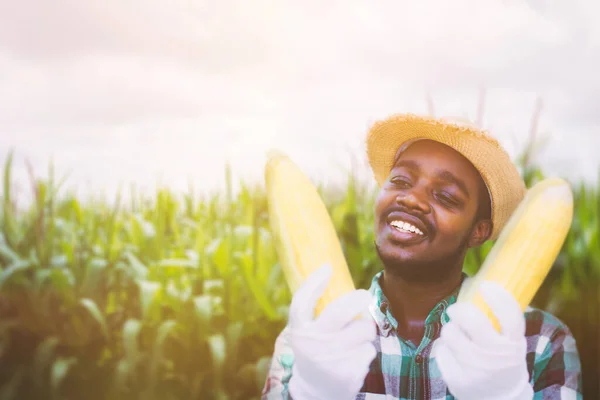 Африканський Фермер Капелюхом Свіжою Кукурудзою Органічних Плантаціях Field Agriculture Cultivation — стокове фото