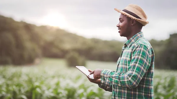 Afrikai Mezőgazdasági Termelő Kalapot Használ Tabletta Ökológiai Kukorica Ültetvény Mezőn — Stock Fotó