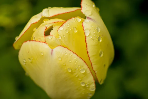 Una flor de tulipán Fotos de stock