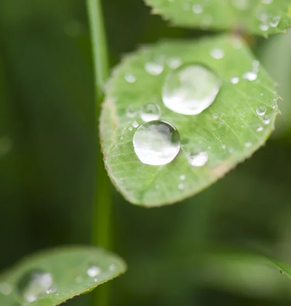 Gotas de água nas folhas de grama Fotografia De Stock