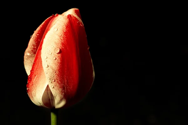 Tulipa Imagem De Stock