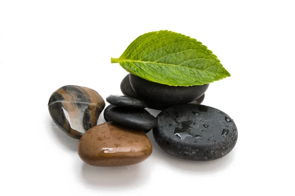 Pebbles and green leaf — Stock Photo, Image