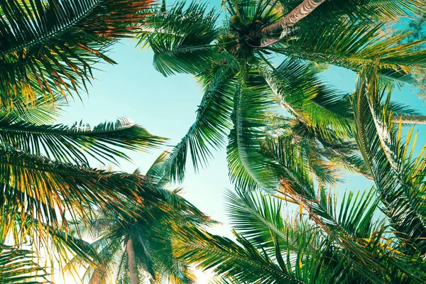Background Summer Tropical Coconut Tree Tropical Coast Low Angle View — Stok fotoğraf