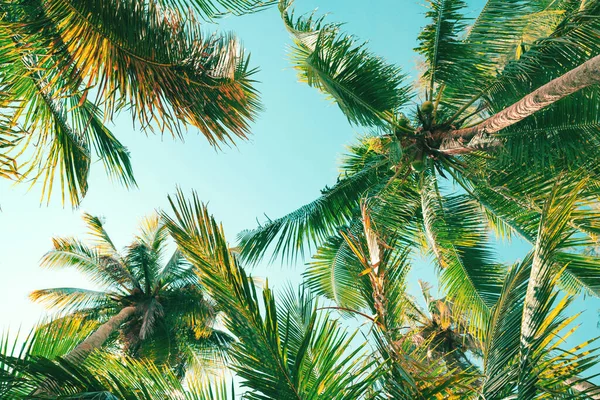 Background Summer Tropical Coconut Tree Tropical Coast Low Angle View — Fotografia de Stock