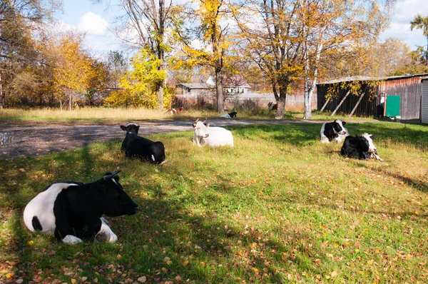 Cows Lying Field Village Autumn — Stock Photo, Image