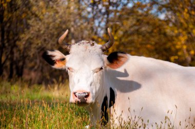 Sonbaharda köyde bir tarlada beyaz bir inek yatıyor.