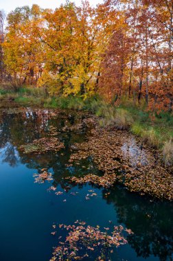 Sonbahar manzarası: Göl boyunca portakal ağaçları