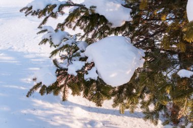 Güneşli bir kış gününde çam ağaçlarında kar yağar