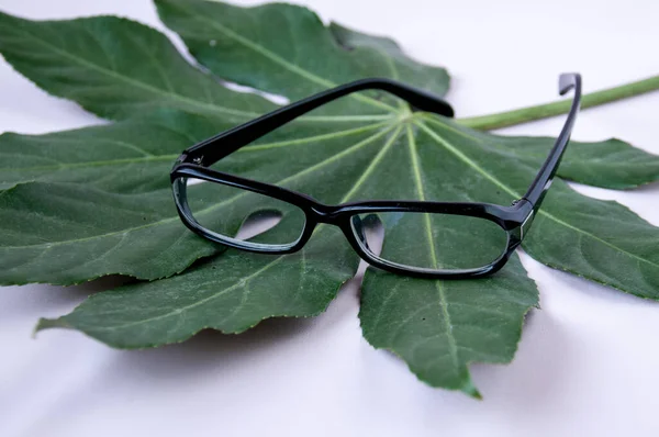 Black Glasses Tropical Aralia Leaf — стоковое фото