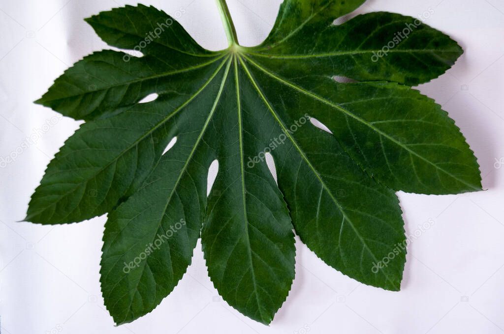 Tropical plant large green Aralia leaf on a light background