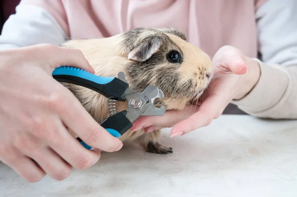 A girl cuts the nails of a beige guinea pig with special scissors, animal care