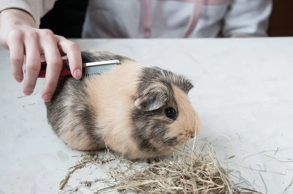 Animal Care Girl Combs Beige Guinea Pig — Stock fotografie