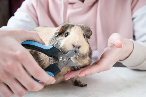Girl Cuts Nails Beige Guinea Pig Special Scissors Animal Care — 스톡 사진