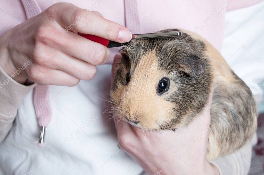 A girl on her hands combs a beige guinea pig