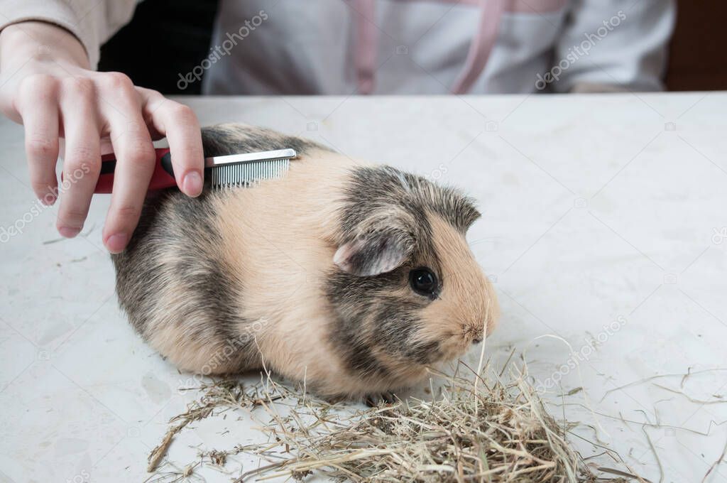 Animal care, a girl combs a beige guinea pig