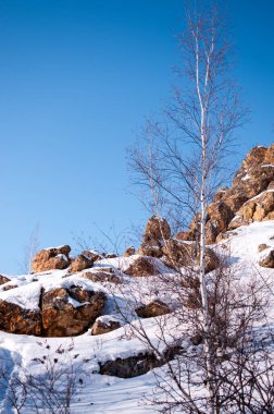 Yalnız bir huş ağacı ve mavi gökyüzüne karşı karda dağlar.