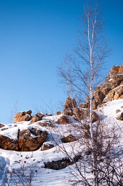 Yalnız bir huş ağacı ve mavi gökyüzüne karşı karda dağlar.