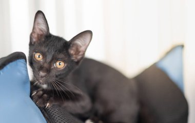 Yavru siyah kedi sahibine bakıp kedinin evinde dikilirken sahibinin kediyle oynaşmak için dinlenmesi....