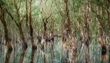 Öğlen vakti Tayland 'ın Rayong eyaletinde sakin suları yansıtan antik Mangrove ormanları..