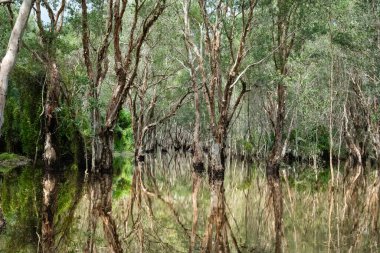 Öğlen vakti Tayland 'ın Rayong eyaletinde sakin suları yansıtan antik Mangrove ormanları..