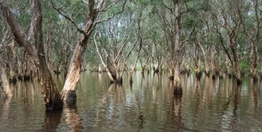 Öğlen vakti Tayland 'ın Rayong eyaletinde sakin suları yansıtan antik Mangrove ormanları..