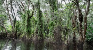 Öğlen vakti Tayland 'ın Rayong eyaletinde sakin suları yansıtan antik Mangrove ormanları..
